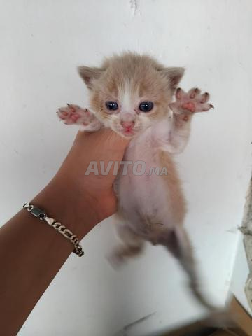 4 🐱 chatons de race européenne à vendre - 2
