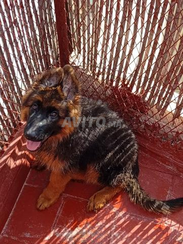 Chiot berger allemand - 2