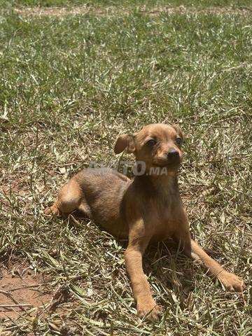 Chiot chihuahua tête de cerf 3 mois - 2