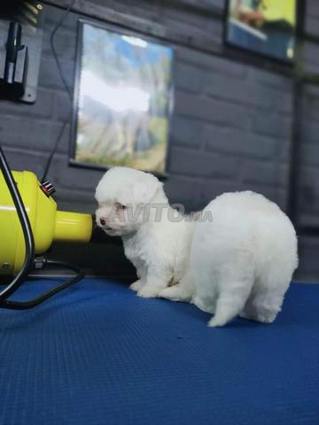 Bichon maltais - 2