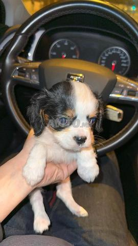 Cavalier King Charles - 2