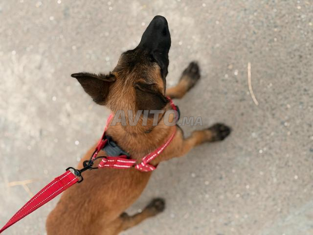 Chien malinois à vendre - 2