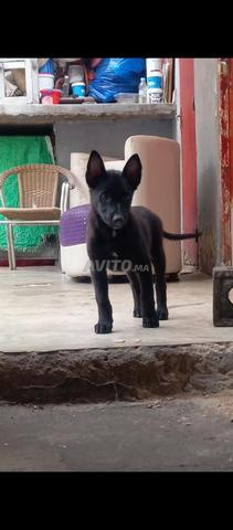 Super femelle malinois charboni - 2