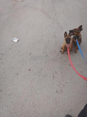 2 chiots malinois parents pedigree - 2