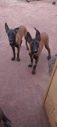 Deux chiens Malinois à vendre - 2