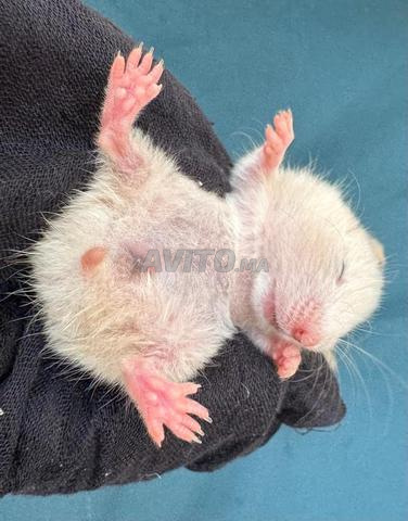 Hamster domestique - 2
