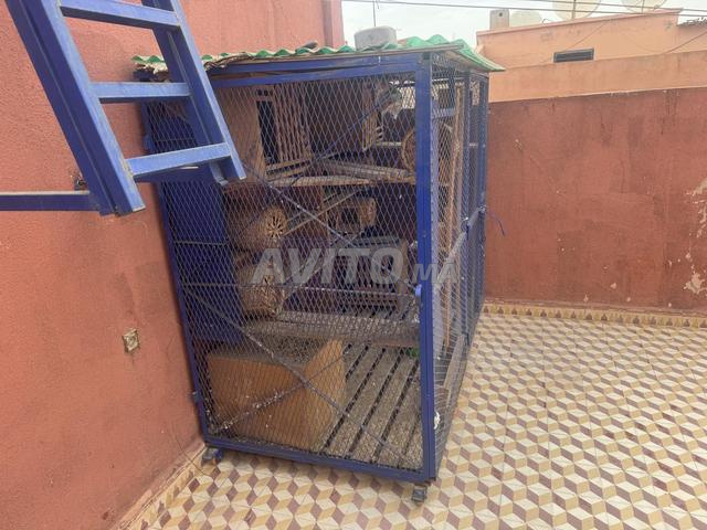 Une cage de pigeon - 2