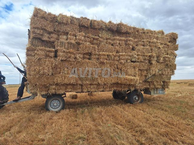 11000 balles de fourrage d'orge - 2