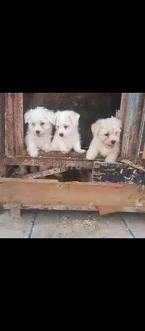 Super chiot bichon maltais nain - 2