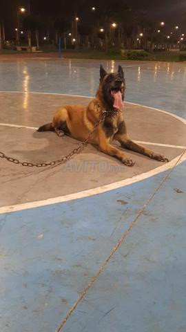 Femelle malinois pure race - 2