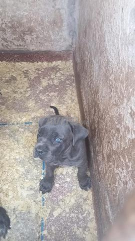 Chiot Cane Corso pure race - 2