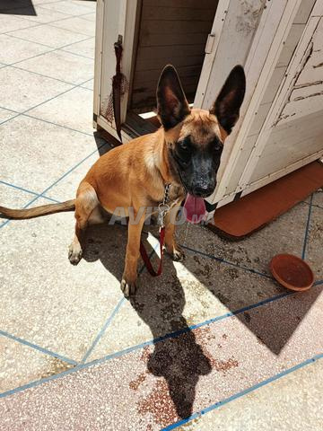 كلب مالينوا كلاسيكي