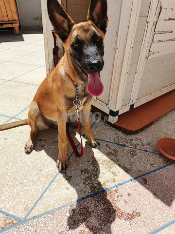 Chien Malinois classique - 2