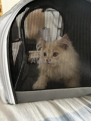 Chaton croisé Siamois Persan avec cage gratuite - 2