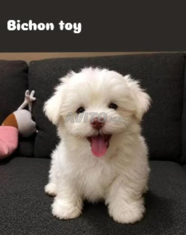 Caniche Bichon