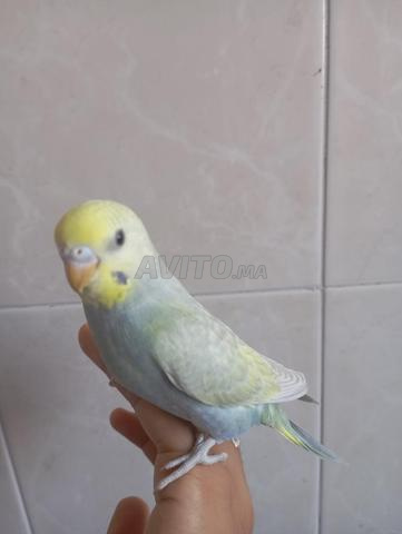 📍 حي الأزهر، سيدي برنوصي – الدار البيضاء - 2