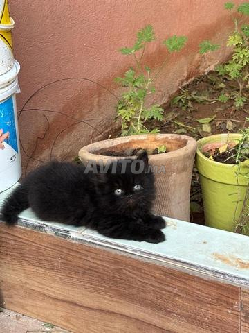 Chatons de races différentes à vendre - 2