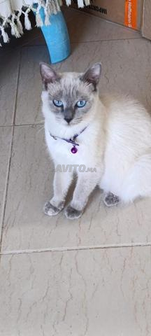 قطط صغيرة للتبني، مراكش، شاموا 😼💗 - 2