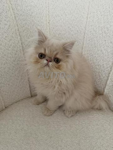 Chaton persan femelle à vendre
