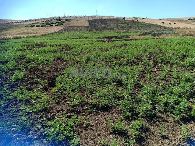 🌿 قطعة أرضية فلاحية للبيع بإقليم تطوان - 2