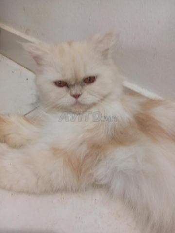 Chatte persane - 2