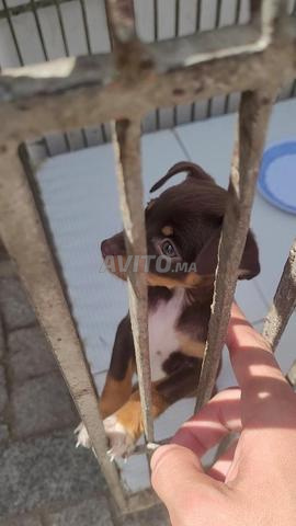 pinscher race pure - 2