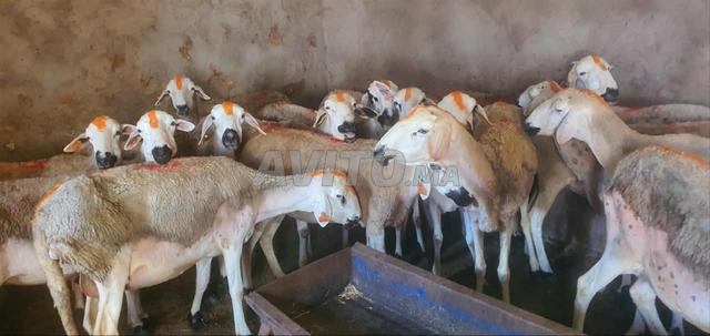 Oulad Fares - 2