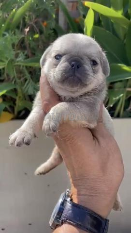 Chiots carlin exotiques - 2