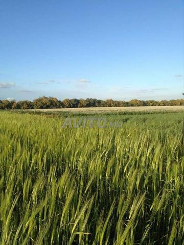 Terrain agricole à vendre - 2