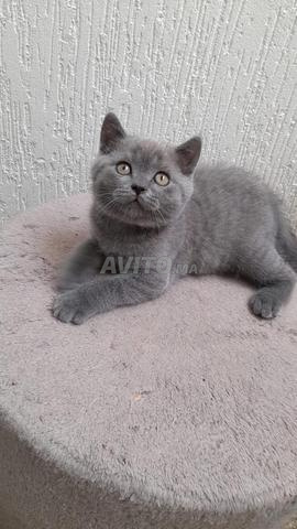 Chatons 2 mois - 2