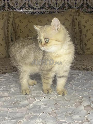 chaton scottish  - 2