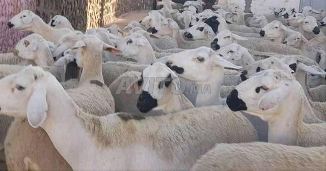 نعجة صردية مليحة للبيع ضارة