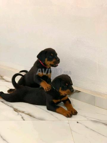 Rottweiler - 2