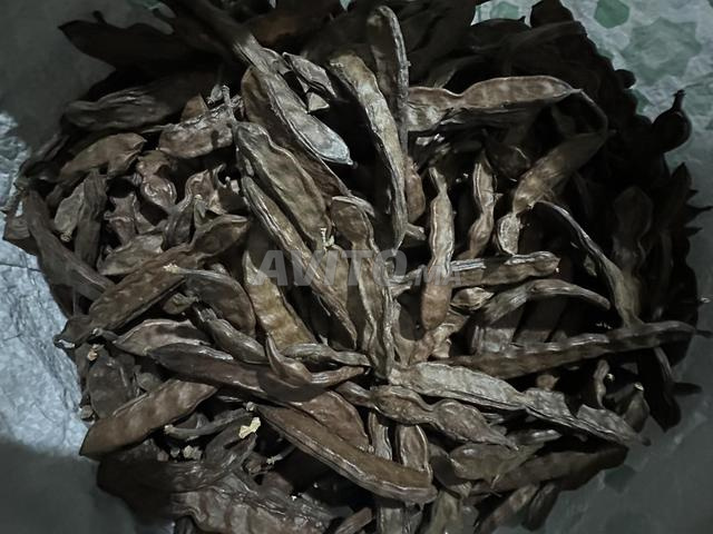 أفواريز خروب بلدي