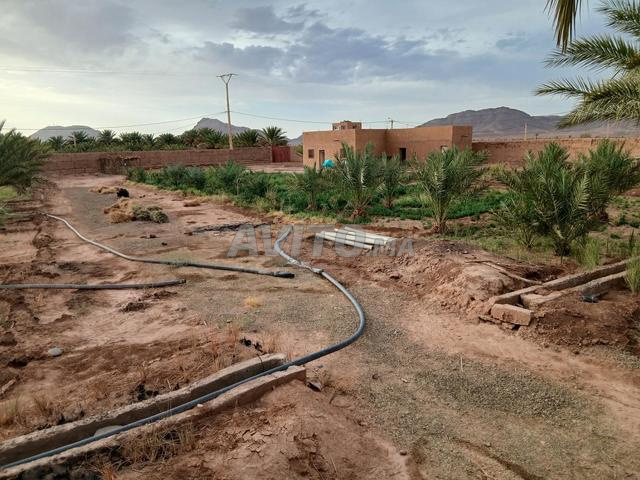 فرصة نادرة في تيلوكي
