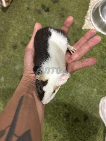 خنزير غينيا 🐹 - 2