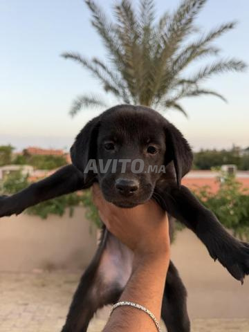 Chiots à adopter - 2