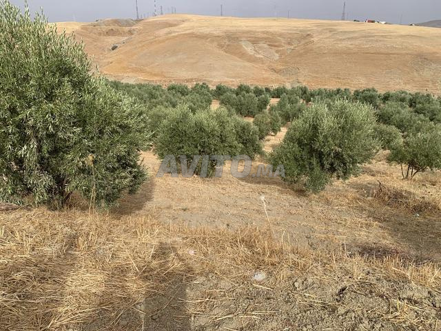 أرض فلاحية بها أشجار زيتون بدوار اصدور تازة - 2