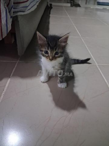 Chaton nouveau-né gratuit