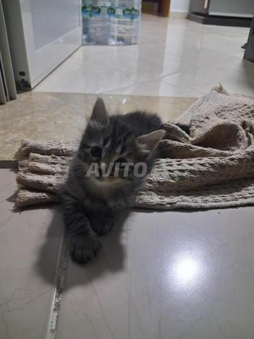 Chaton nouveau-né gratuit - 2