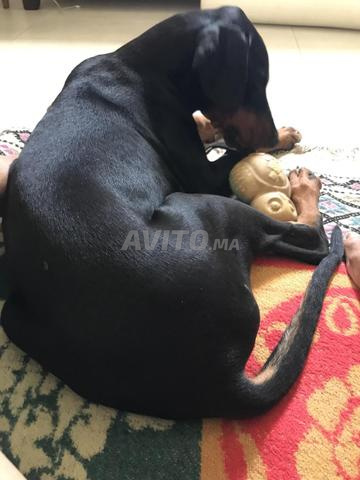 Chiot femelle Doberman Pinscher pure race, 4 mois - 2