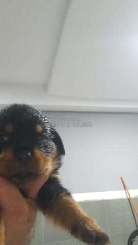 CHIOTS ROTTWEILLER PURE RACE A VENDRE - 2