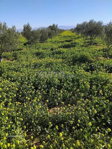 À vendre Propriété agricole de 15 hectares oliviers