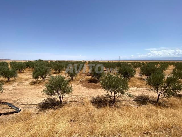À vendre Propriété agricole de 15 hectares oliviers