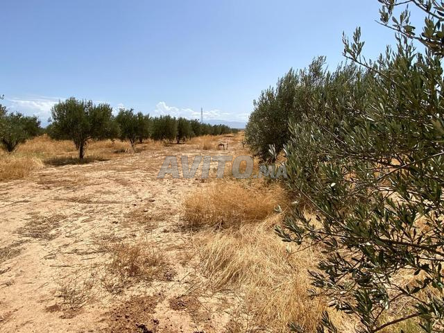 À vendre Propriété agricole de 15 hectares oliviers
