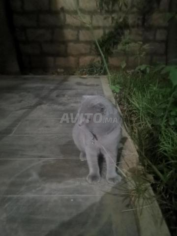 Scottish fold - 2