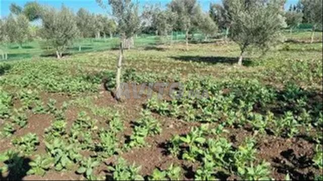 TERRAIN AGRICOLE DE 4380 M2 SIDI EL MEKKI BERRECHID
