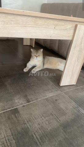 سكوتش بريتش ذكر للتزاوج - 2
