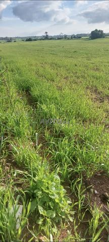 Terrain Agricole à Vendre 2H9a80ca