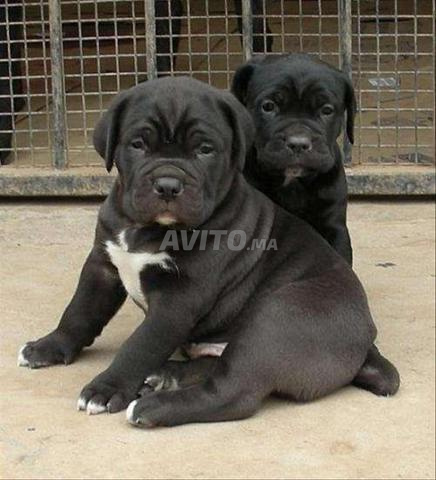 Magnifique portée de Cane Corso pedigree